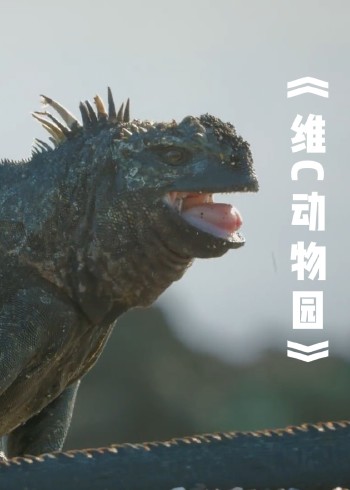 维C动物园封面图