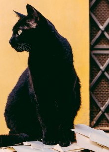 野驴带你看动物