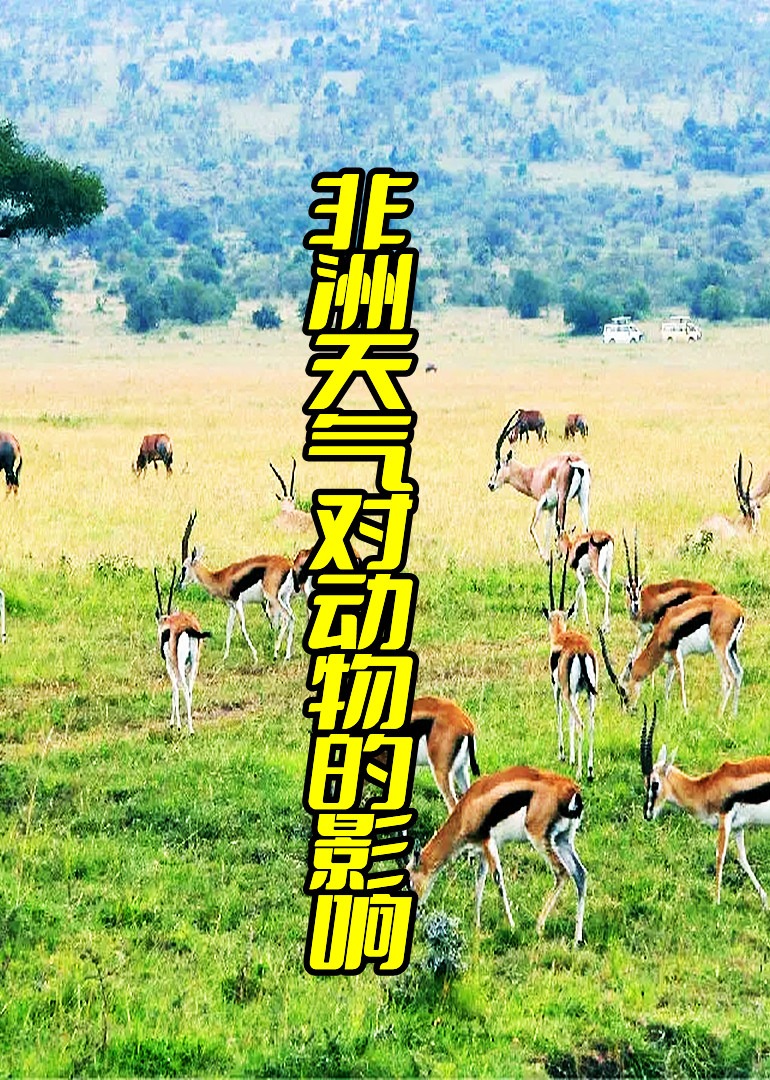 非洲天气对动物的影响}