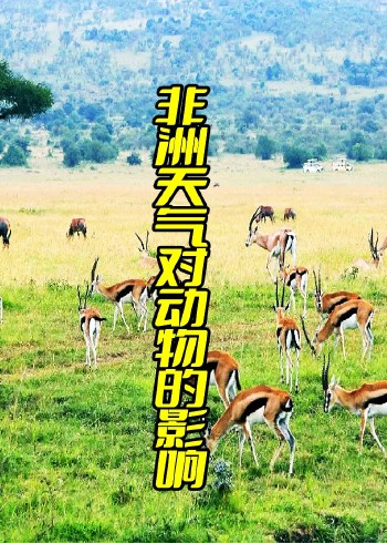 非洲天气对动物的影响封面图