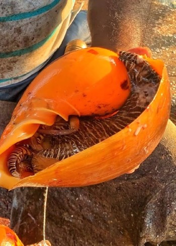 国外赶海抓海螺泥滩掏青蟹深海捕鱼封面图