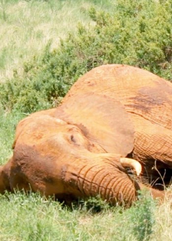 动物们感人纪录片解说合集封面图