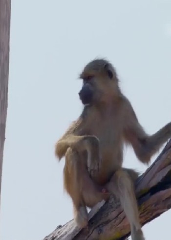 荒漠动物们是怎样生活的要想活的久就要精诚合作封面图