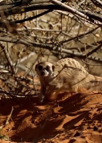 非洲沙漠荒芜之地在这里生存全靠实力封面图