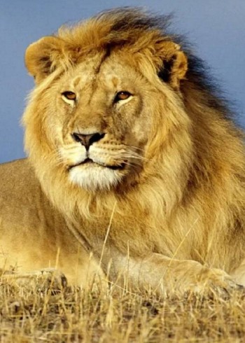 动物世界的生存法则是物竞天择适者生存看看雄狮的一生到底有多坎坷封面图