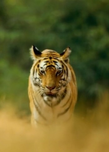 动物世界的规律封面图