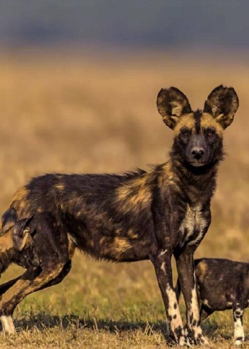 非洲草原上最令人闻风丧胆的捕猎能手比狮子都要强的非洲野狗到底有多厉害封面图