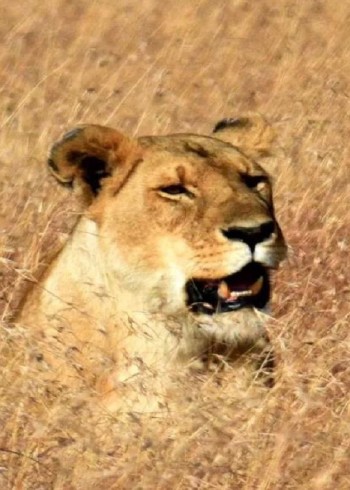 你知道吗小狮子与母亲走太近被雄狮残忍杀害为什么要这么做封面图