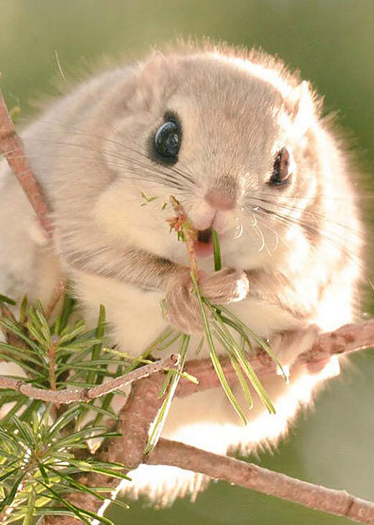 动物界里的那些事儿