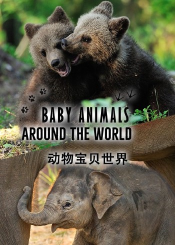 动物世界述封面图