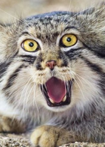 温情动物解说封面图