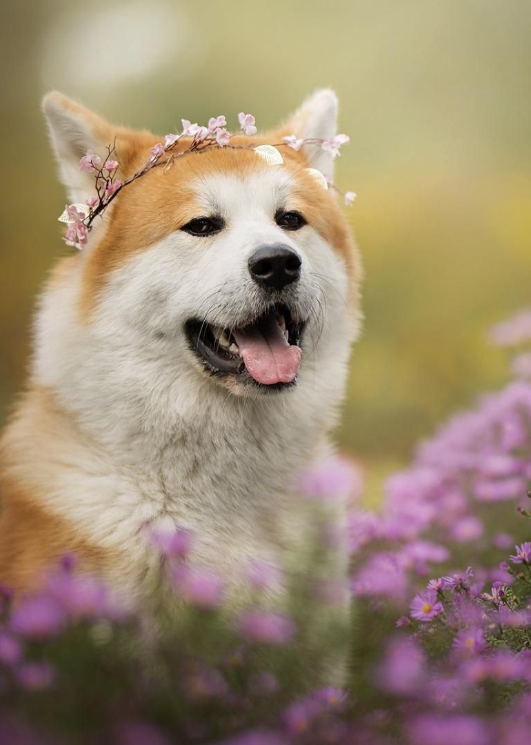 生活中那些动物们