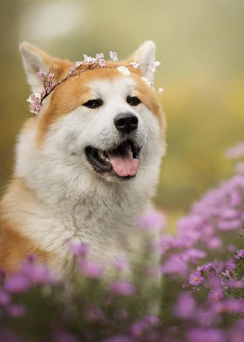 生活中那些动物们封面图