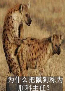 为什么把鬣狗称为“肛科主任”