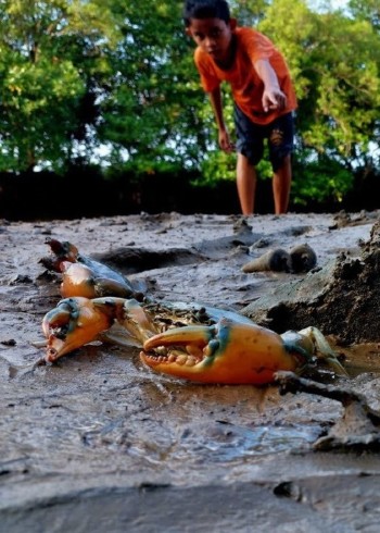国外赶海抓青蟹捉个头超过三斤大的蟹王出海捕捞鱼群帝王蟹封面图