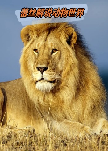 蕾丝解说动物世界封面图