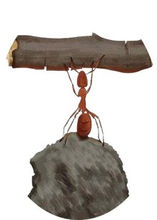 优质动物纪录片解说