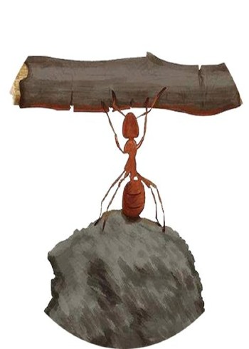 优质动物纪录片解说