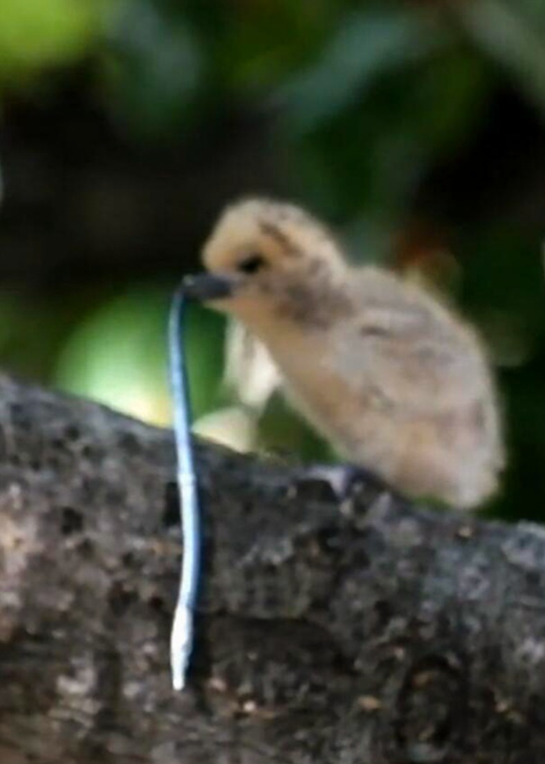 有趣动物故事封面图