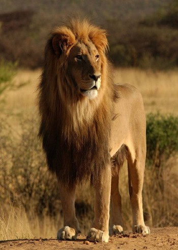 狮子纪录片封面图