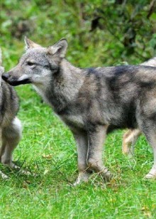 摄影师历时一年终于记录狼群捕猎的珍贵镜头