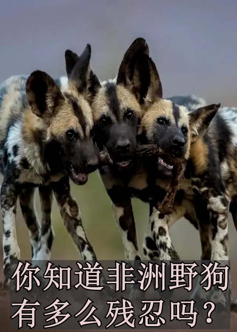你知道非洲野狗有多么残忍吗？}