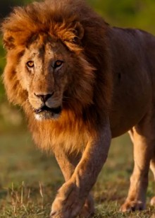 狮子在草原上真的无敌了吗