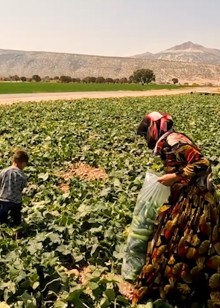 伊朗游牧生活矛盾