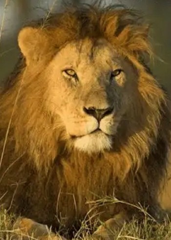 动物世界:非洲顶级的食肉动物名副其实的草原之王封面图