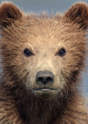 动物带娃封面图