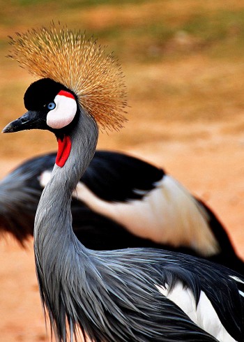 动物解说大全封面图