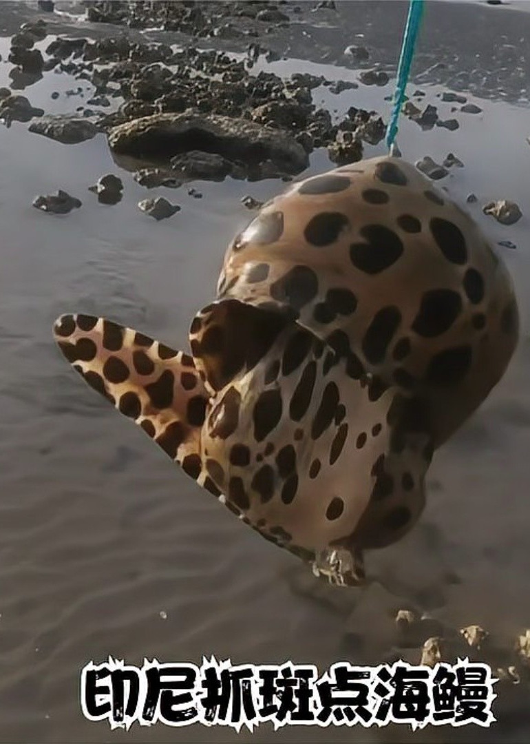 国外赶海捕捞鱼群泥滩里抓青蟹摸竹节虾捕捞帝王蟹龙虾