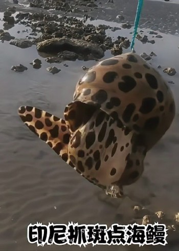 国外赶海捕捞鱼群泥滩里抓青蟹摸竹节虾捕捞帝王蟹龙虾封面图