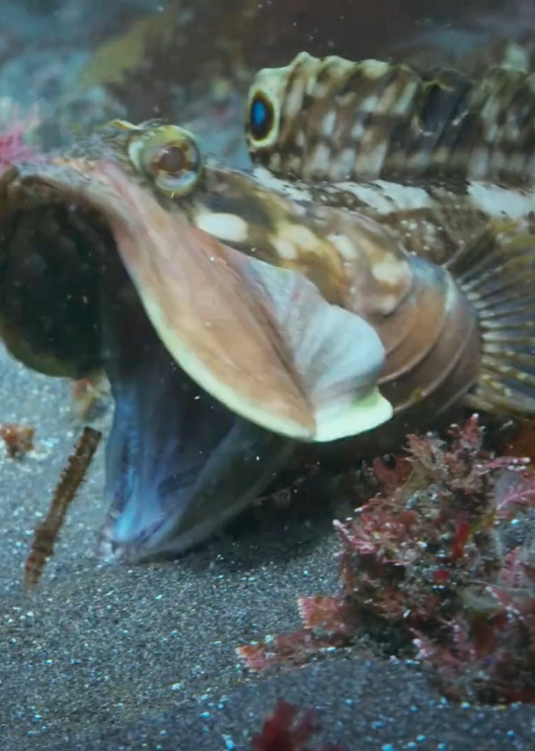 可爱的小动物们