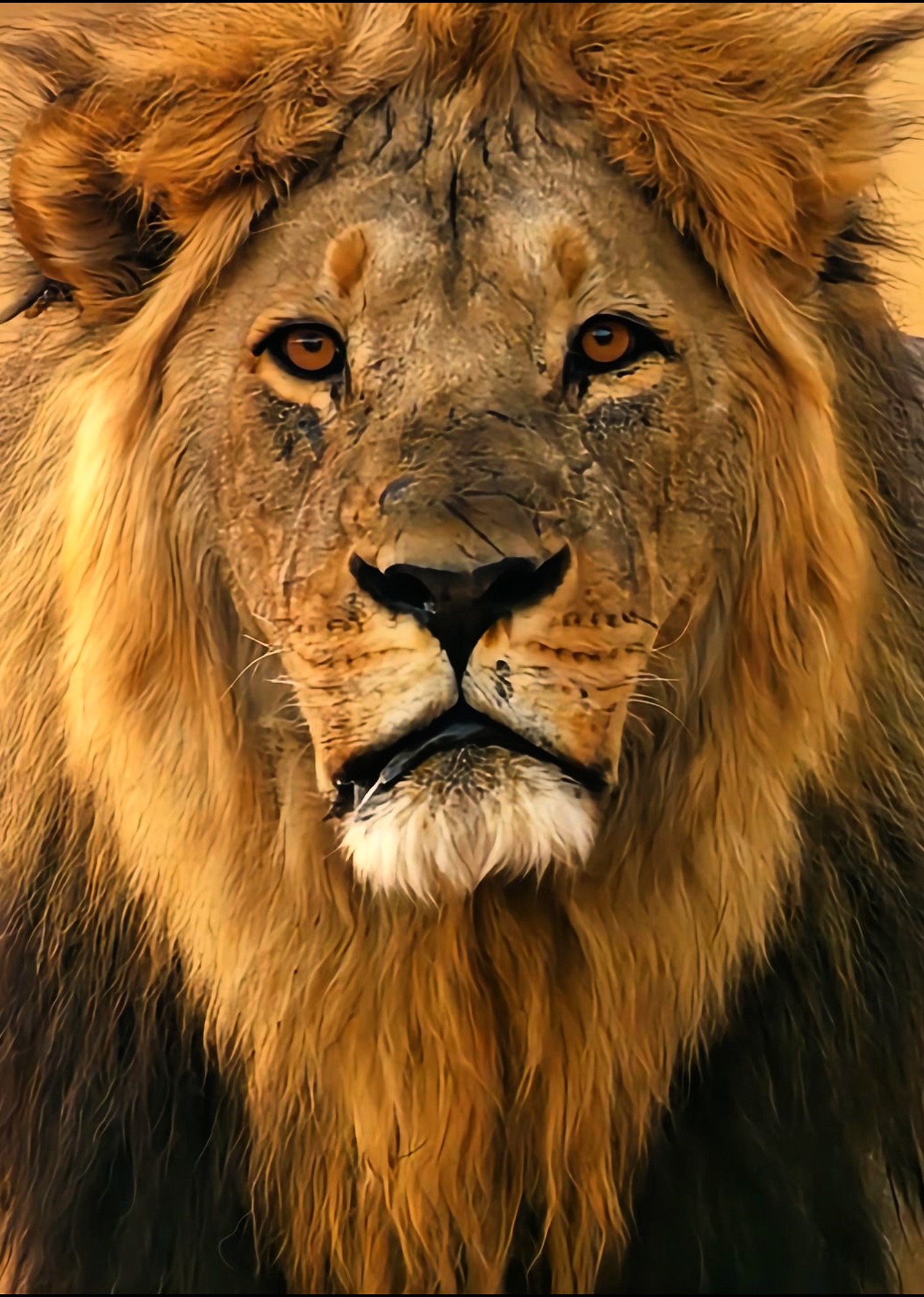 狮子纪录片封面图