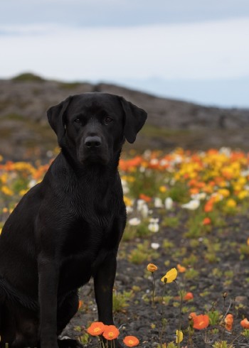 好心人救助小动物们封面图