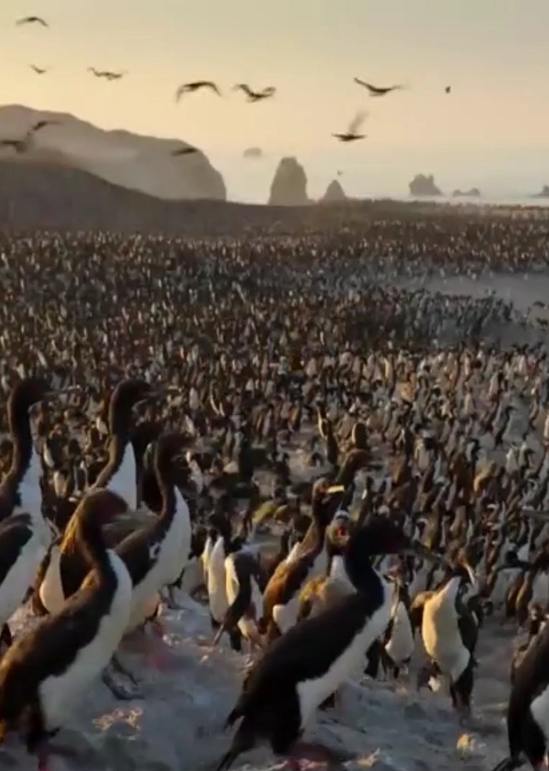 即将冻结的极地百万候鸟逃离想要生存时刻都是考验