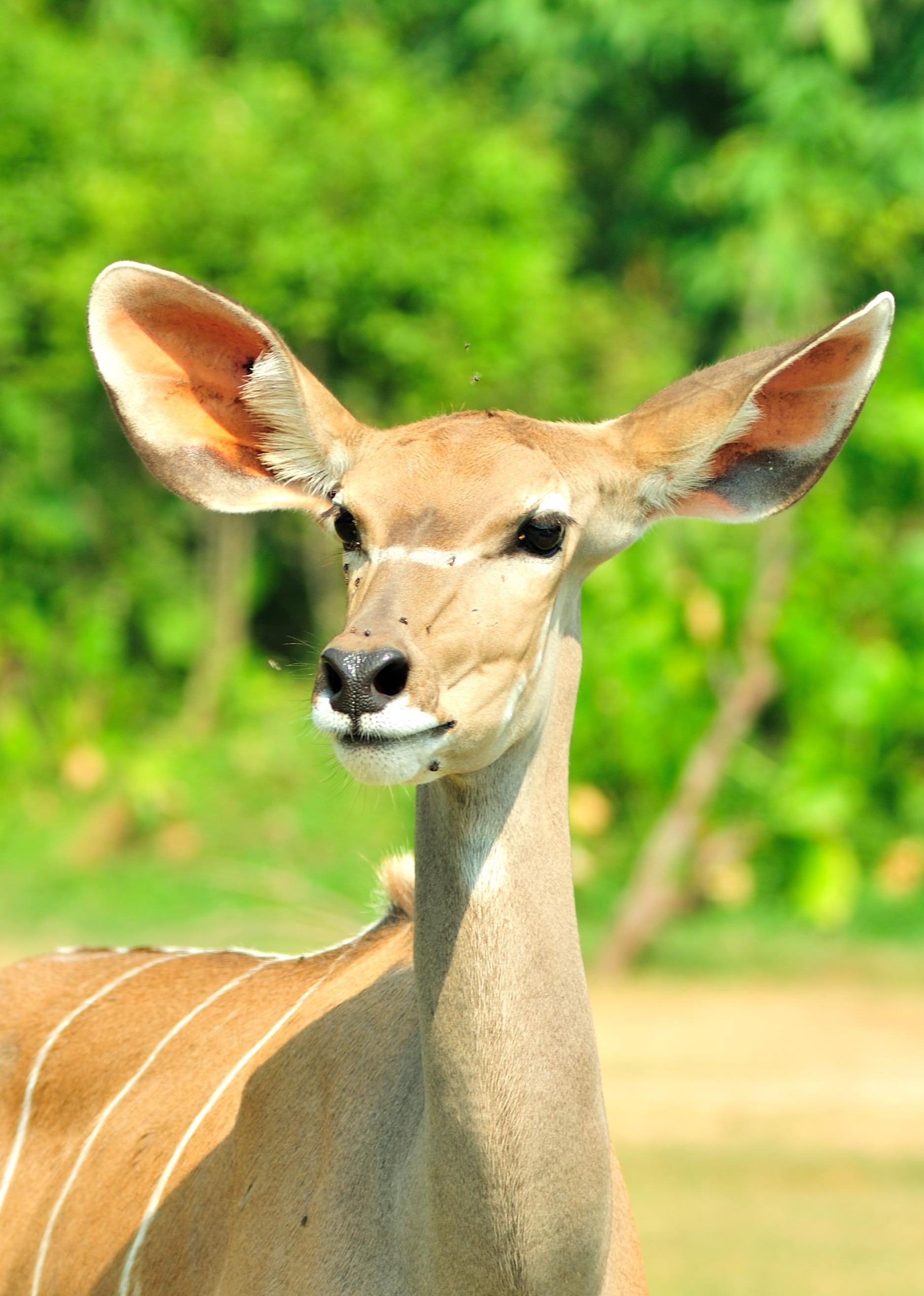 野生动物纪录片