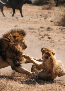 动物界狩猎名场面