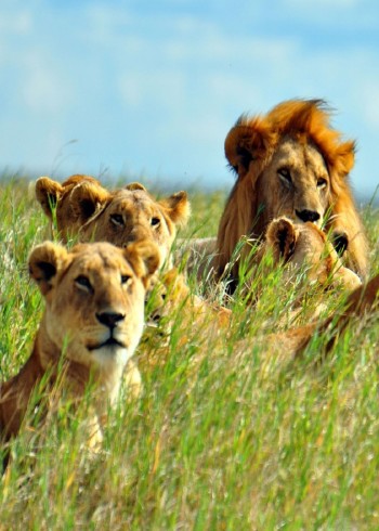 狮群遭遇外敌入侵如何应对封面图