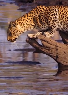 精彩动物世界Ⅰ