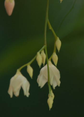 林家那点事儿封面图