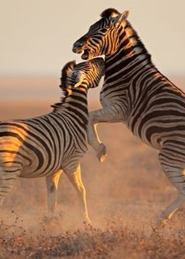 动物情报大彪哥（动物纪录片）