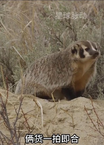 动物世界合集封面图