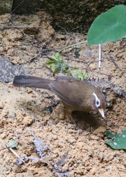画眉鸟分公母太简单了!