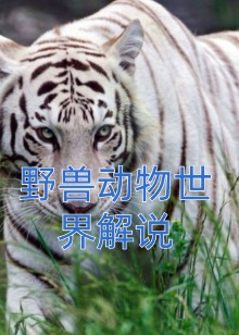野兽动物世界解说海报