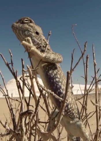 非洲沙漠冰火两重天却没有动物愿意离开这里封面图