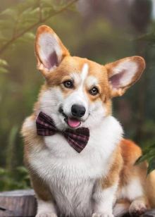 分享宠物那些温情故事