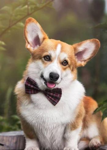 分享宠物那些温情故事封面图