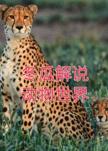 冬瓜解说动物世界